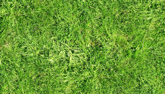 Текстура реалистичной травы